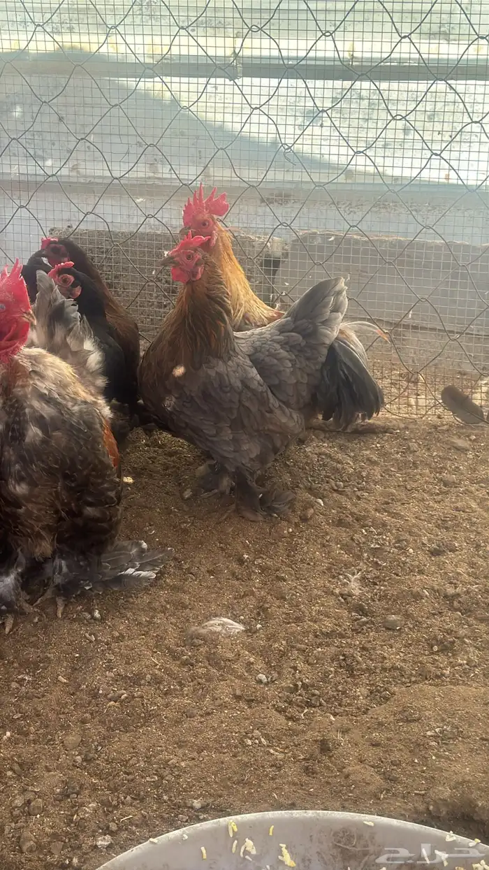 دجاج مشكل للبيع اثنين براهما وخمسه كوشن واربع دجاج فرنسي 5