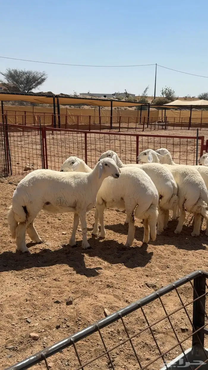 رخال مطورات 0