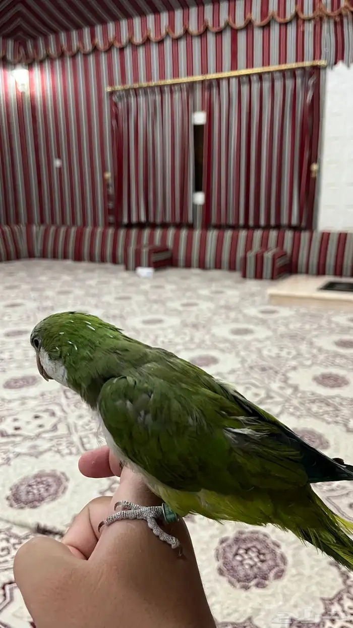 ببغاء كويكر للبيع 2