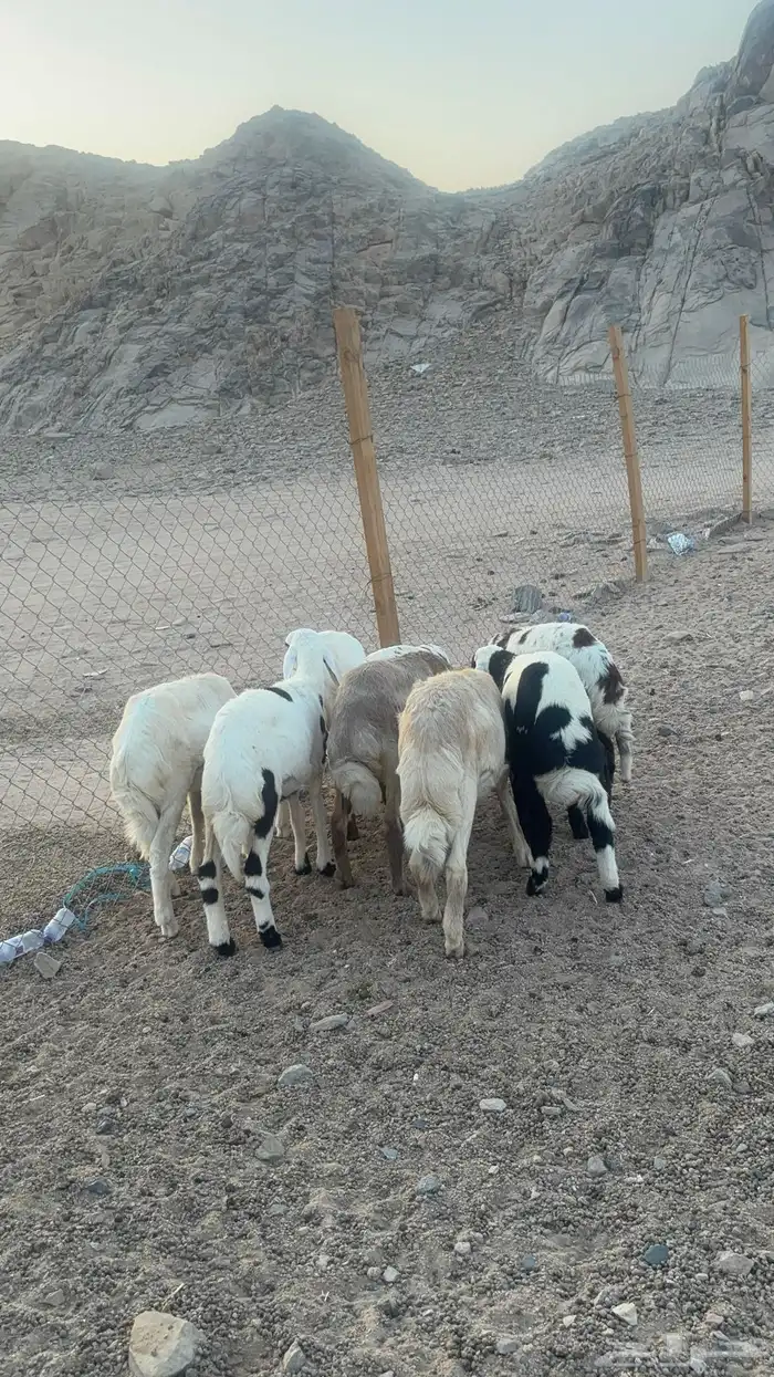طليان حريه 4