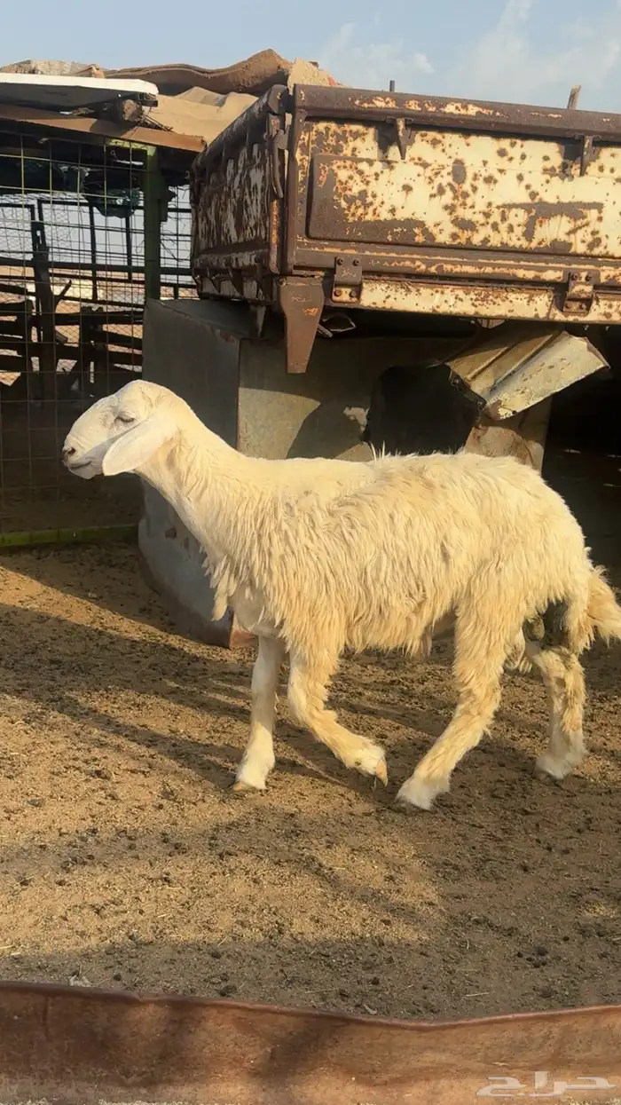 سبعه طليان العمر سبعه اشهر 0