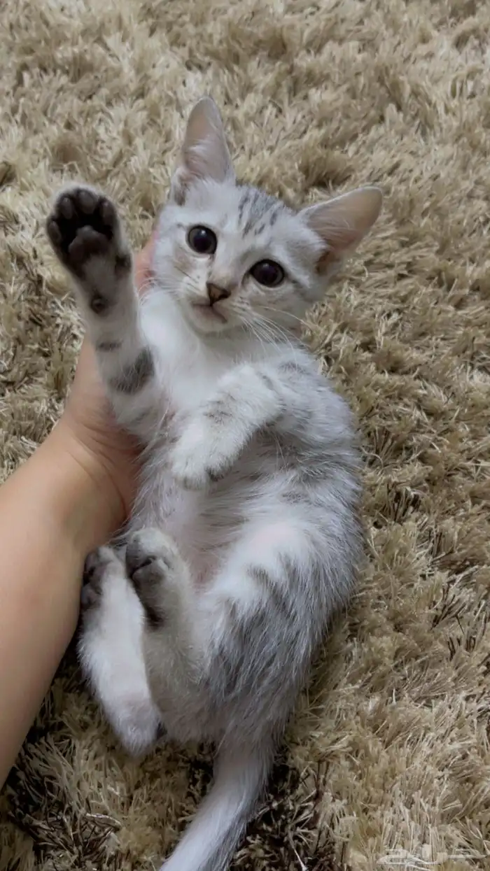 قطط لتبني محايل عسير 2