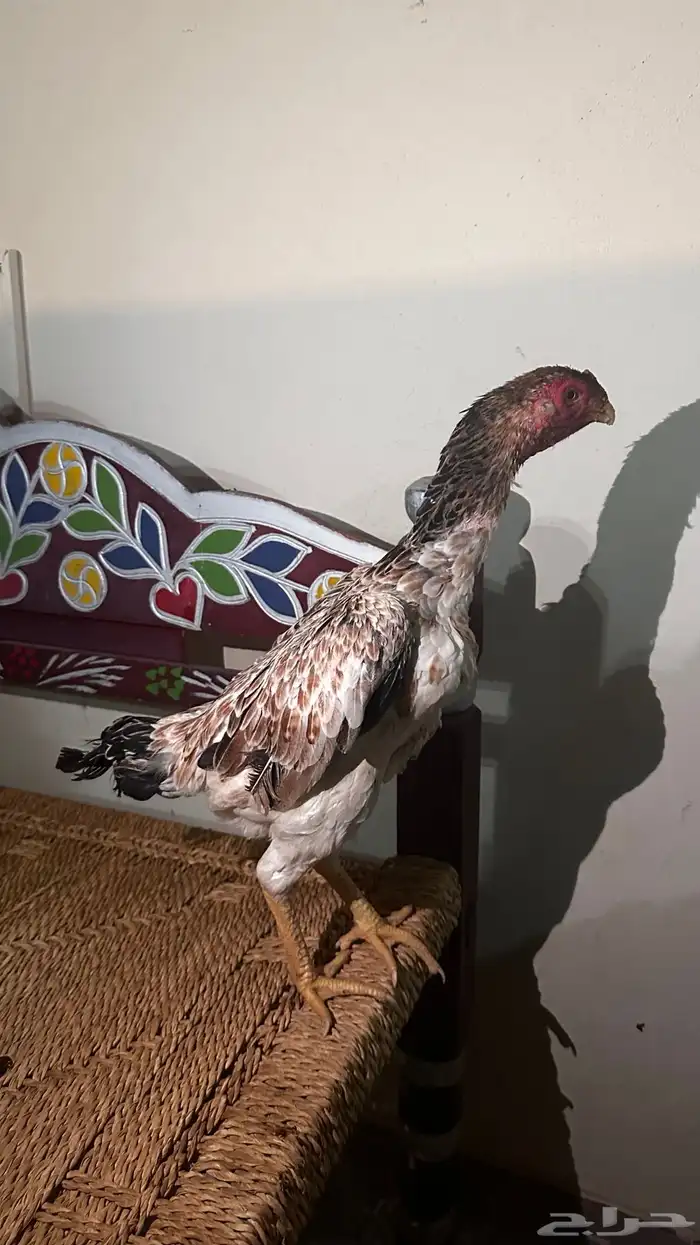 دجاجتين شامو مستوى تب 4