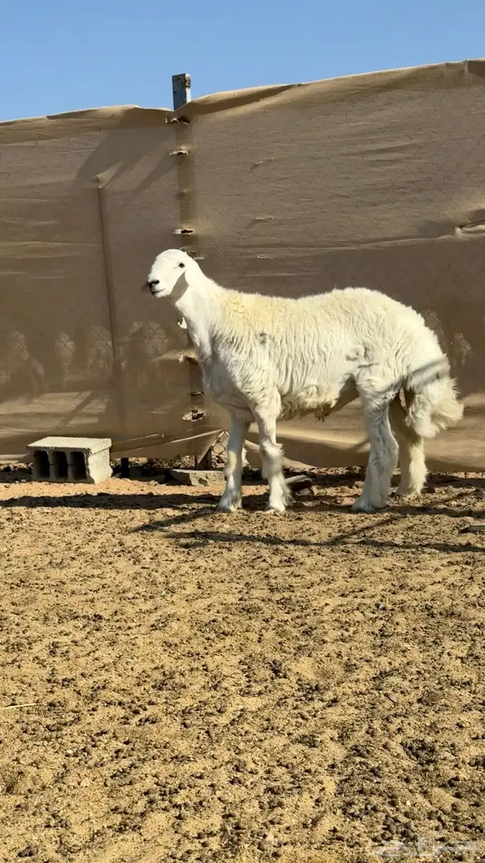 مشروع فحل حري 5
