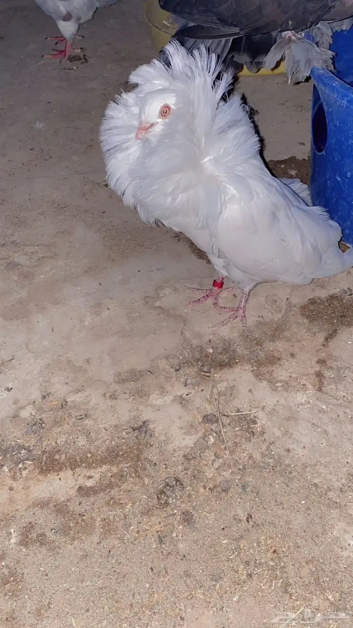 للبيع ذكر فوطه ابيض كامل 2