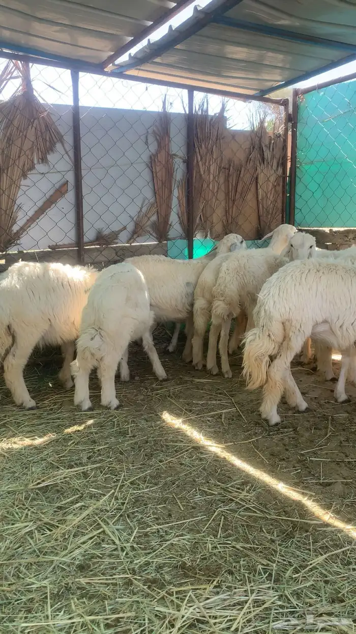 اذكر الله 1