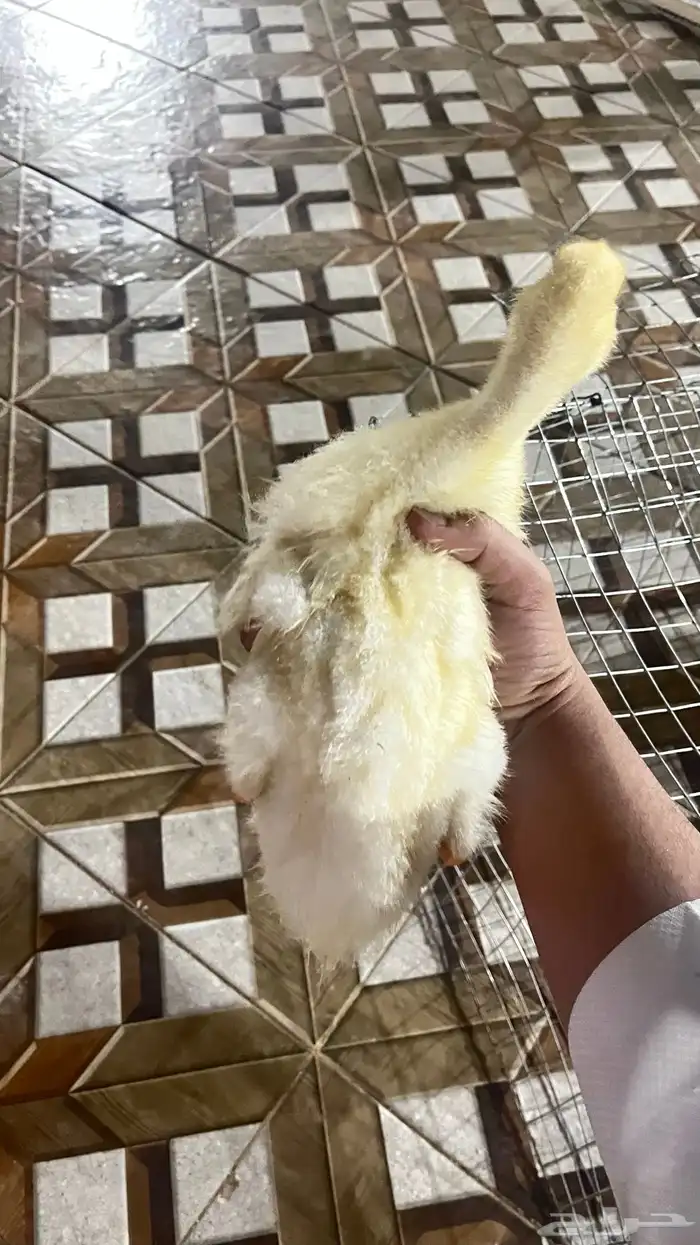 بط اعماره شهر واكثر 2