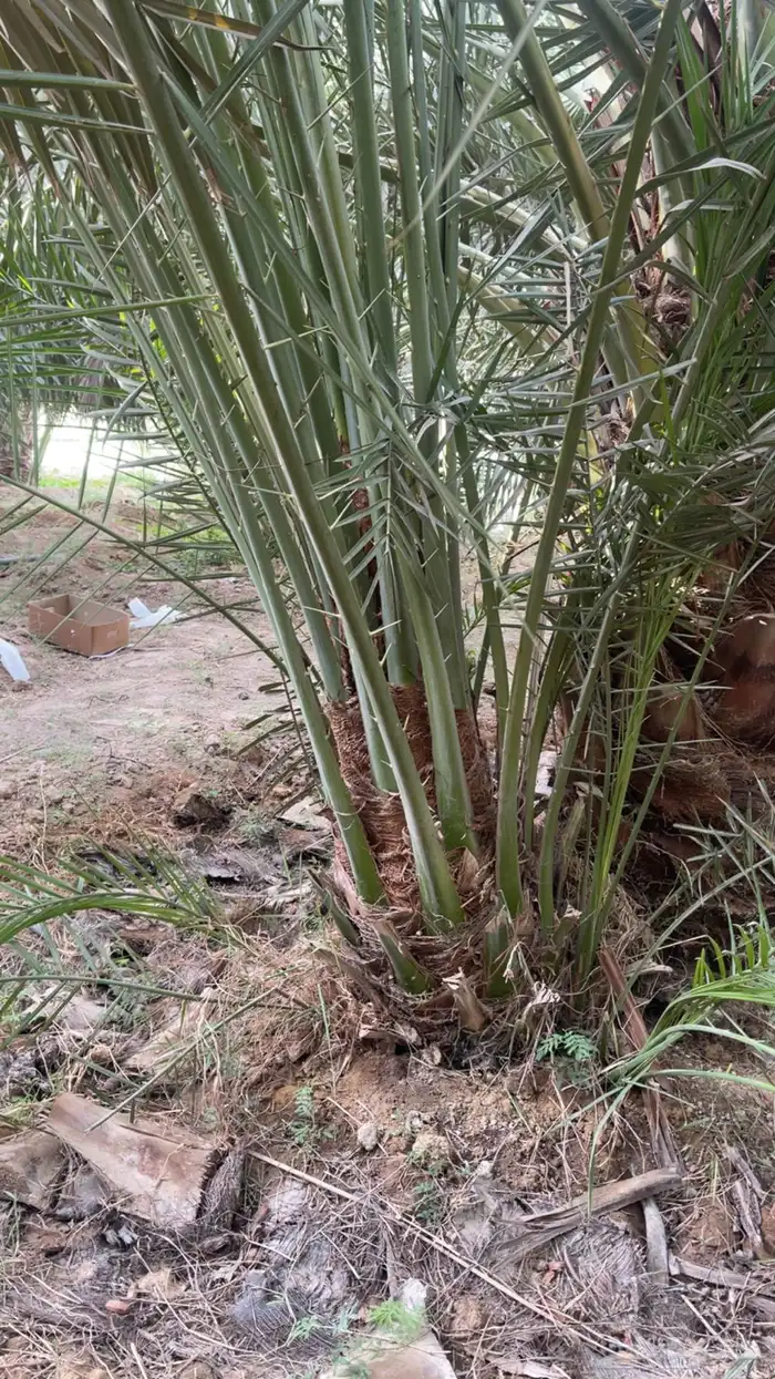 نخل مثمر صقعي مجدول اخلاص برحي سكري شيشي وجميع انواع النخيل 17