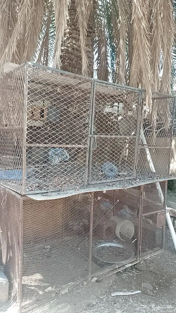شبك للطيور 2