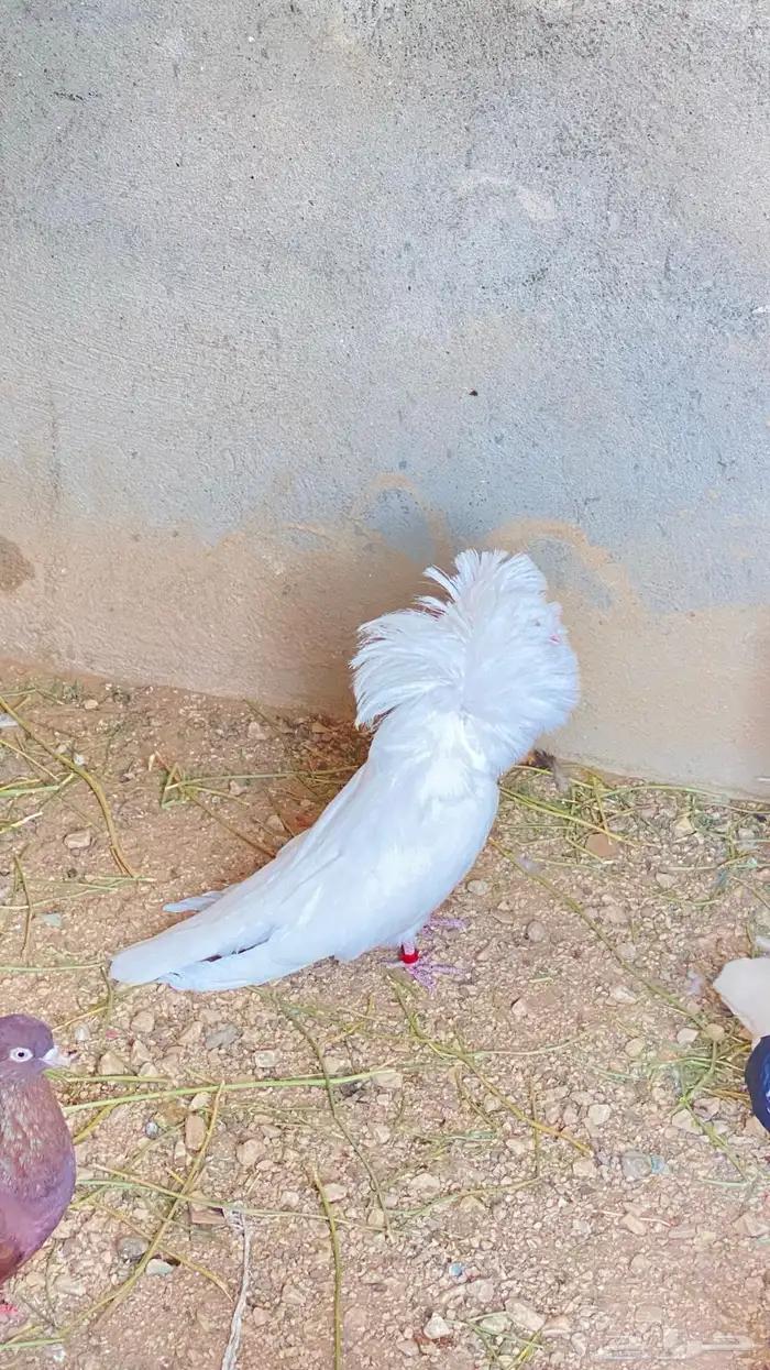 للبيع ذكر فوطه ابيض كامل 5