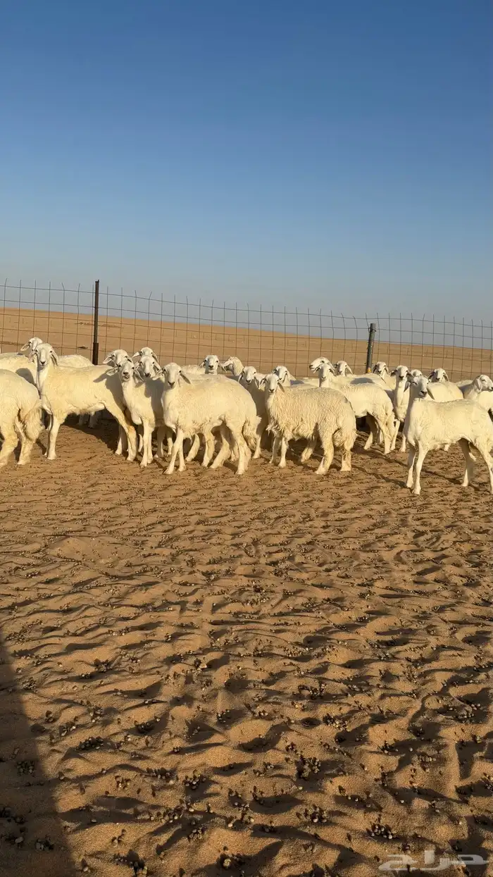رخال حريات جذعات منوة مدورين الزين صنف 20