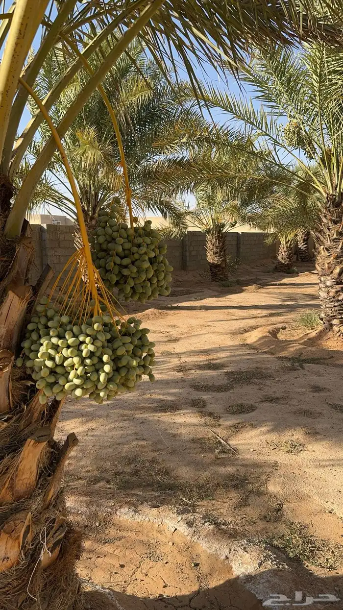 نخل طول مترين اللى ثلاثه متر حول200 نخله للبيع 3