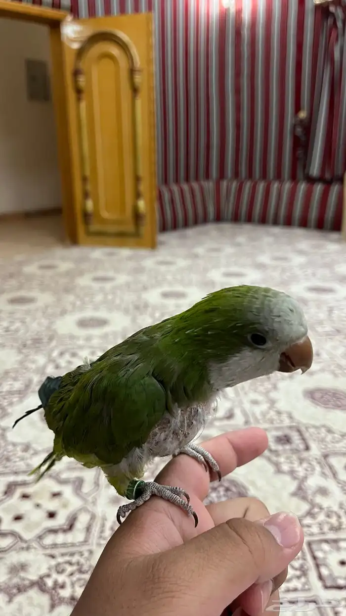 ببغاء كويكر للبيع 1