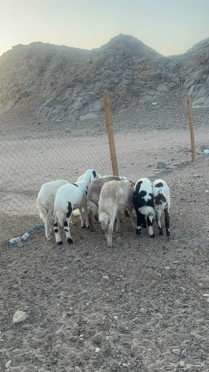 طليان حريه 6