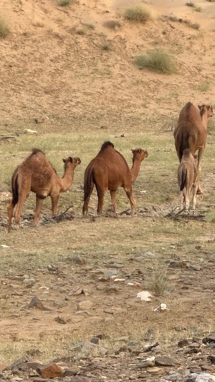 قعود لباني العمر 4 شهور الموقع دوقه سمين 4