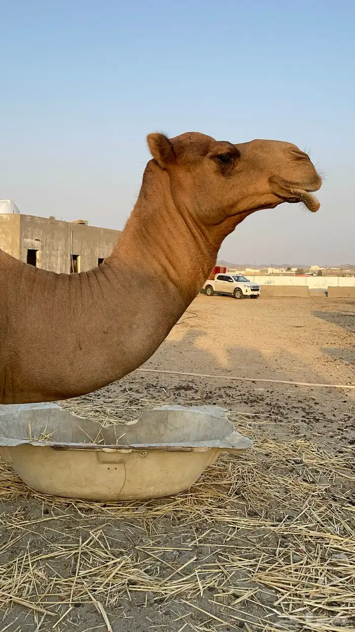 بعير ساحلي عتودي 0