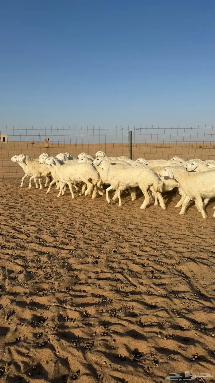 رخال حريات جذعات منوة مدورين الزين صنف 15