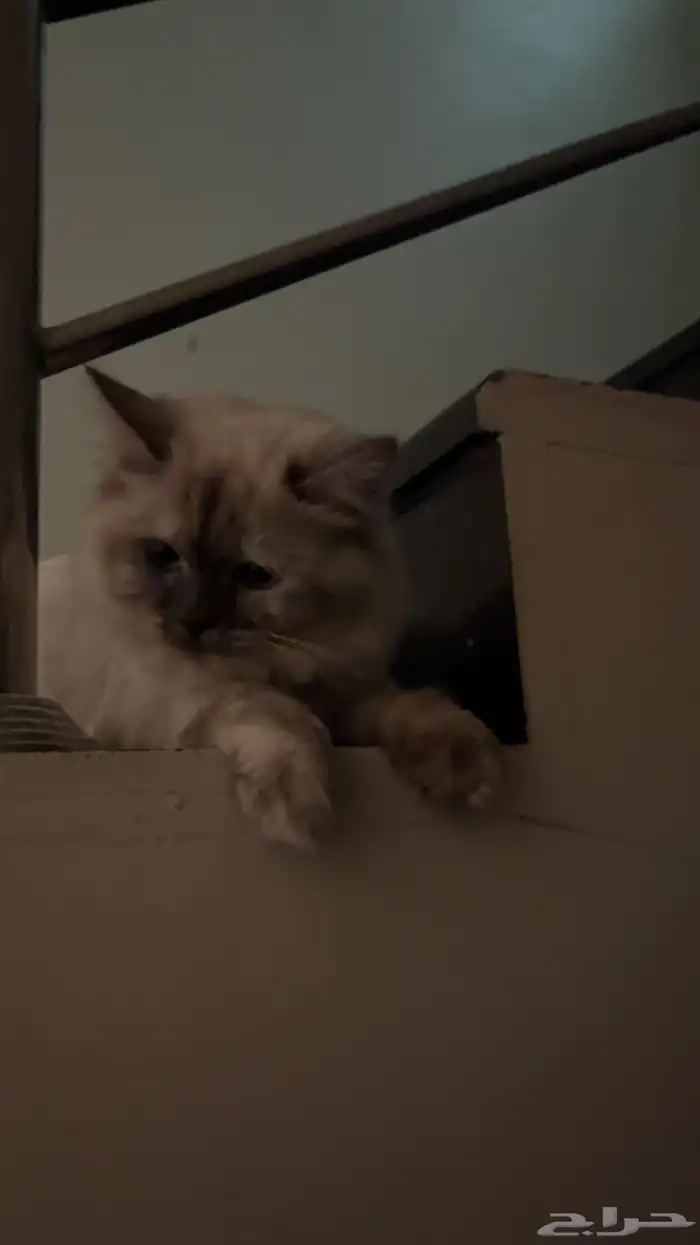 قطط 0