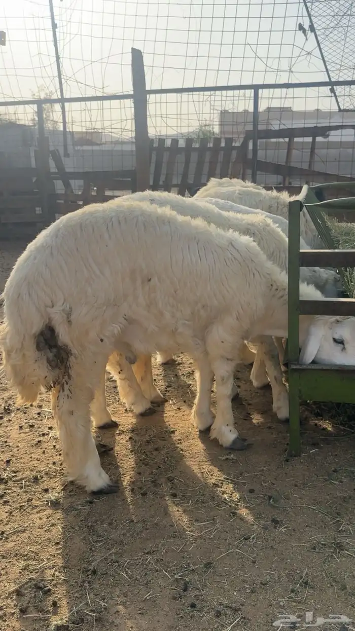 سبعه طليان العمر سبعه اشهر 3