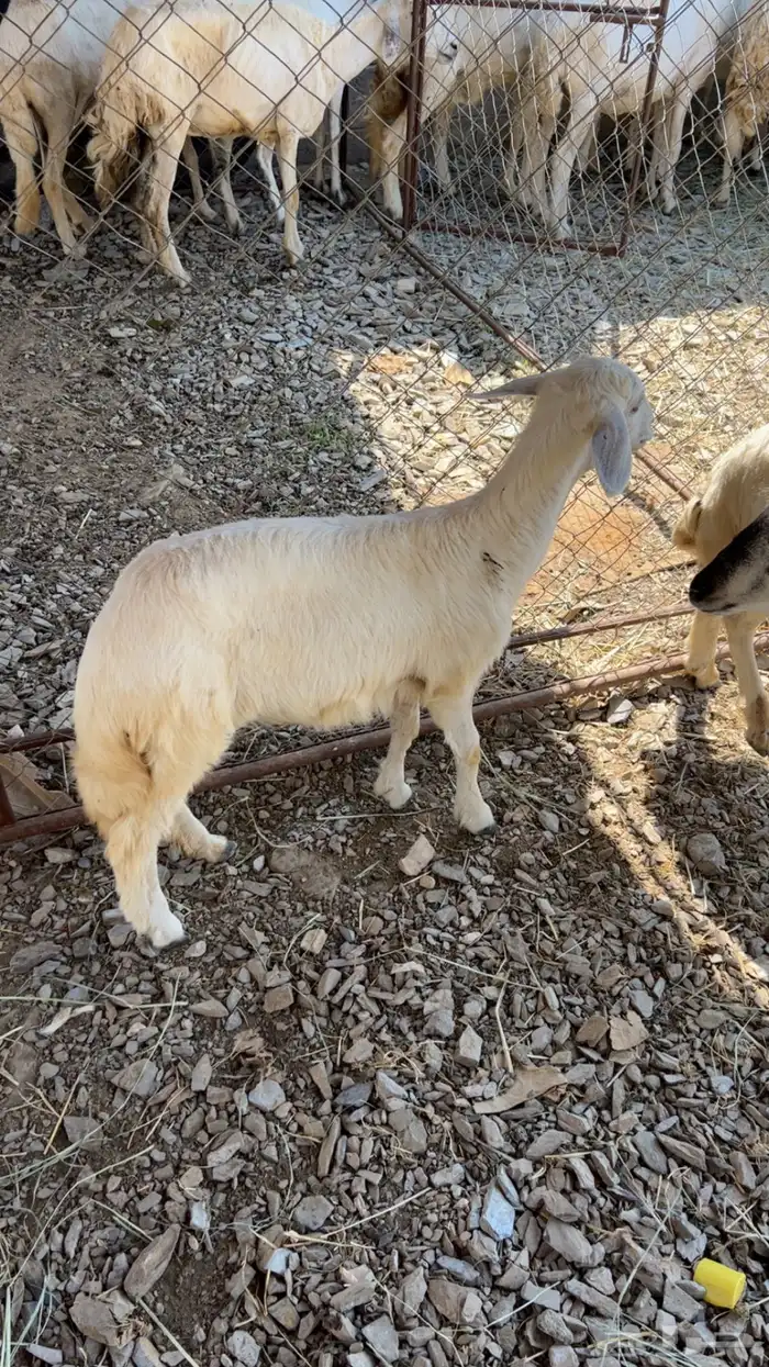 اعرض لكم رخل ورخله للبيع 5