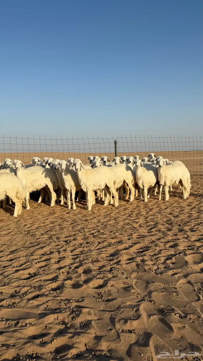رخال حريات جذعات منوة مدورين الزين صنف 2
