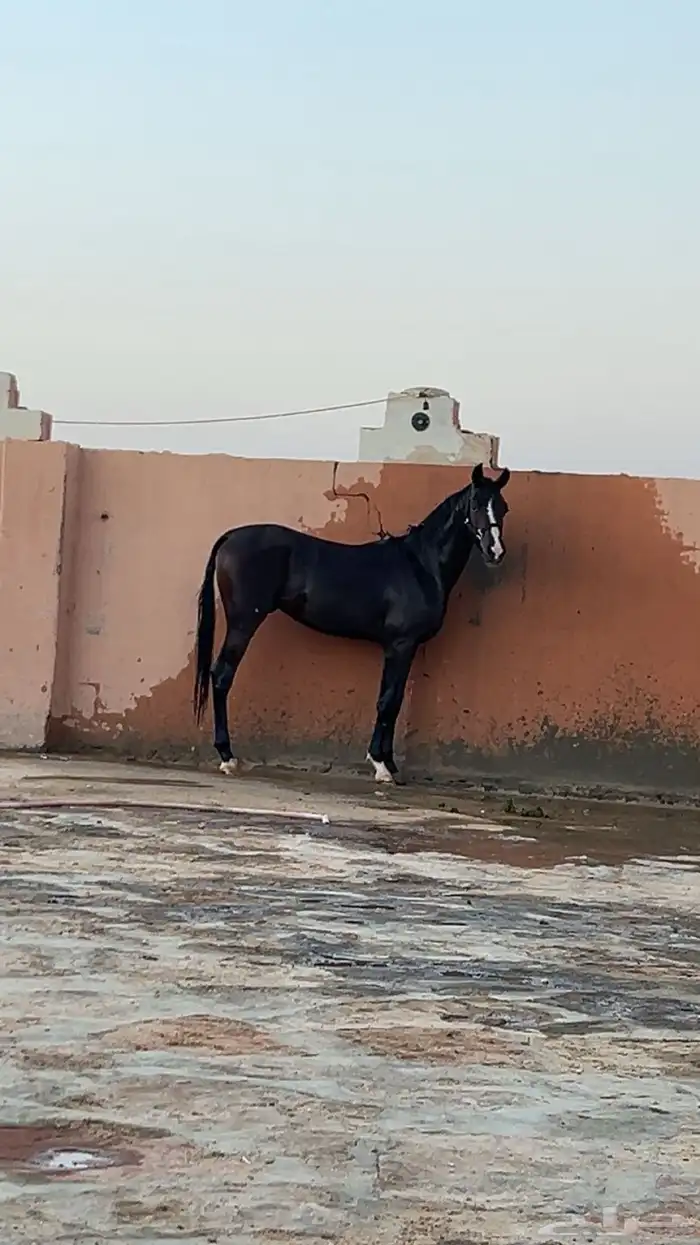 حصان للبيع 0