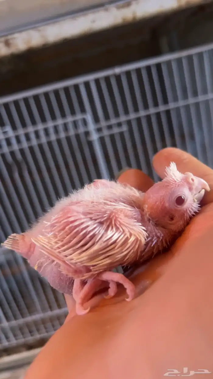 للبيع فرخ كروان البينو الي توقف عليه سومه نصيبه 0