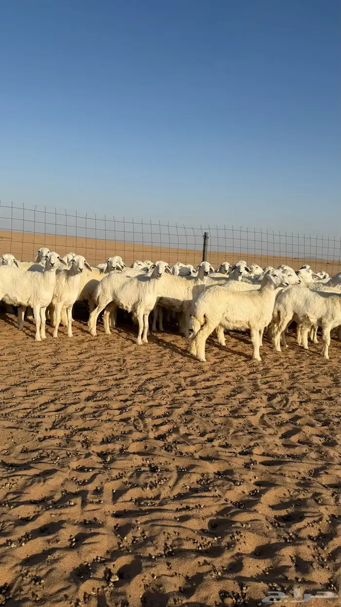 رخال حريات جذعات منوة مدورين الزين صنف 22