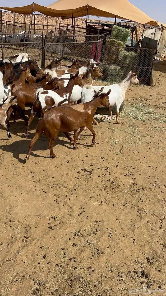معزا عمانيه دفيع وتابيع 2