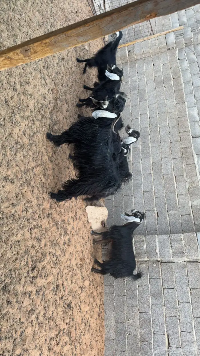 معزى اشباب بفحلها 1