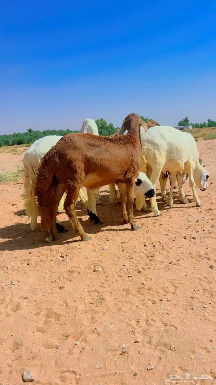 ذبايح سواكن جذعان 0
