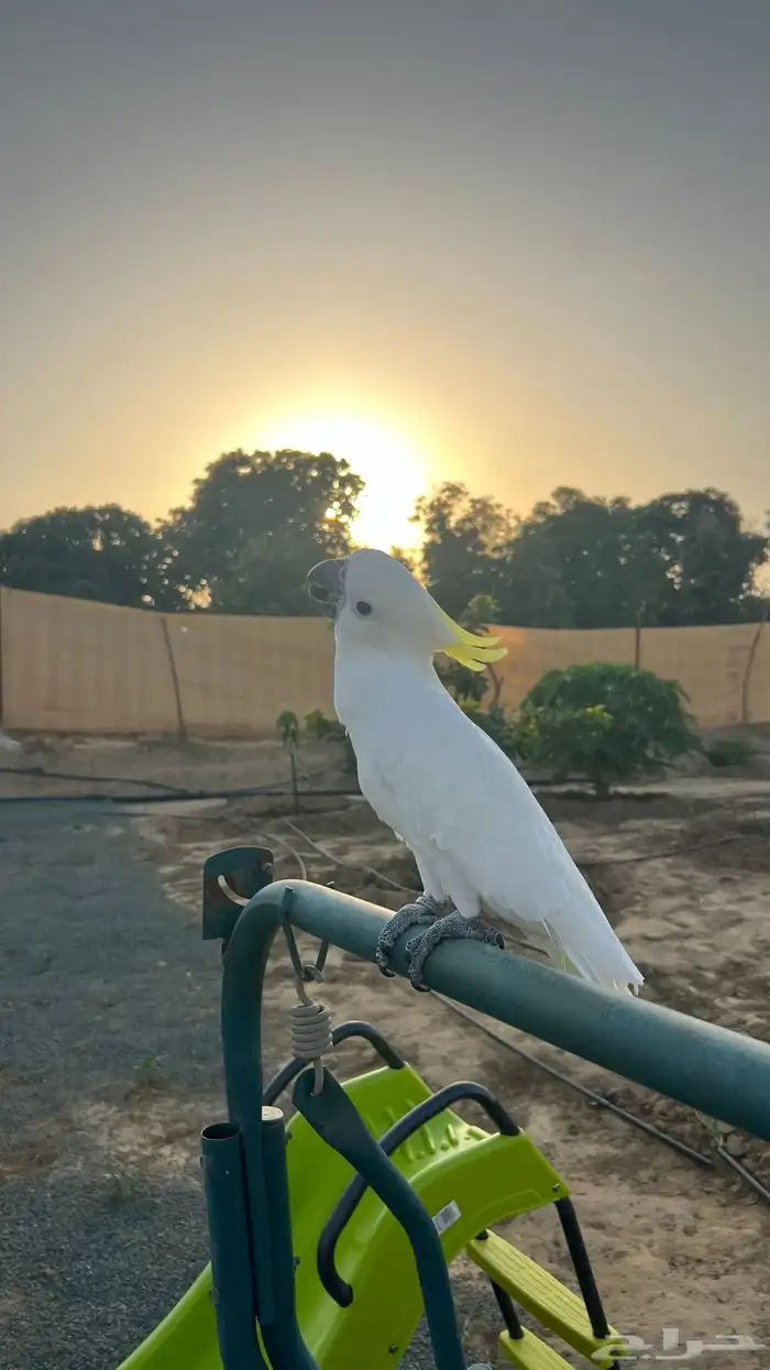 ببغاء كوكاتو ترايتون 9