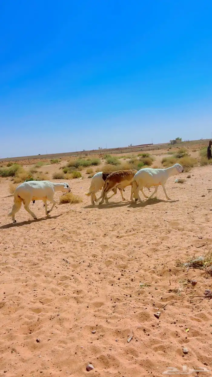 ذبايح سواكن جذعان 7