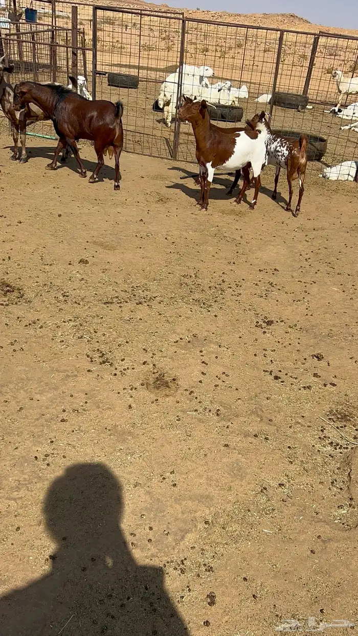 معزا عمانيه دفيع وتابيع 5