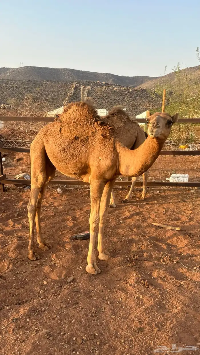قعدان 5