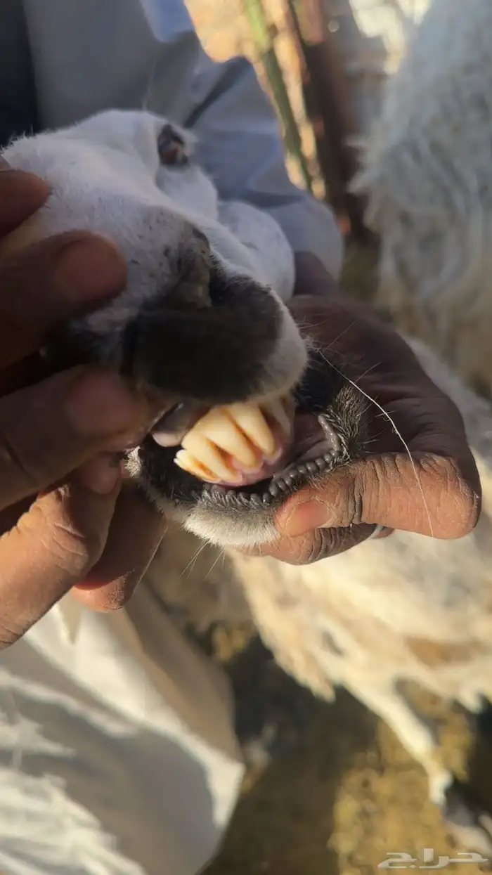 نعجه حايل 0
