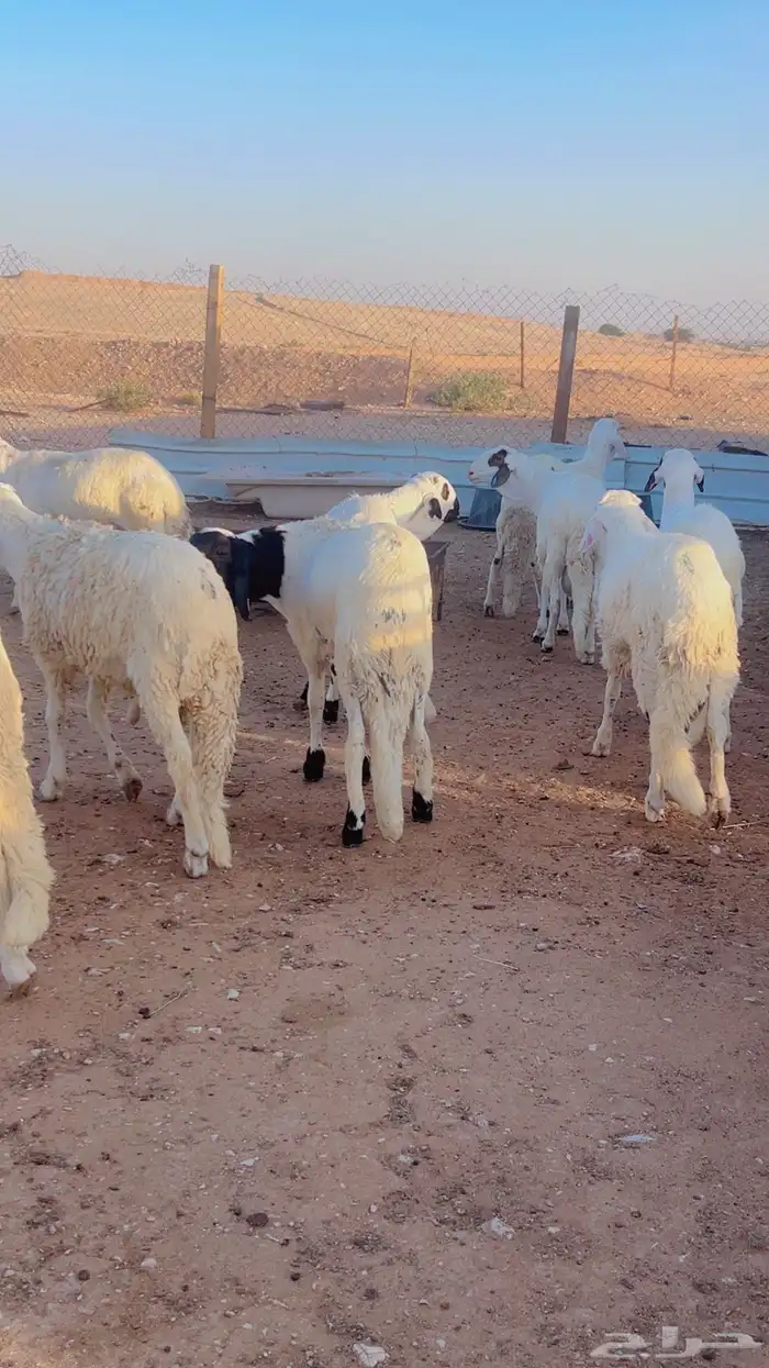 خرفان سواكن جبره ومرابي 4شهور مع الذبح والتوصيل 10