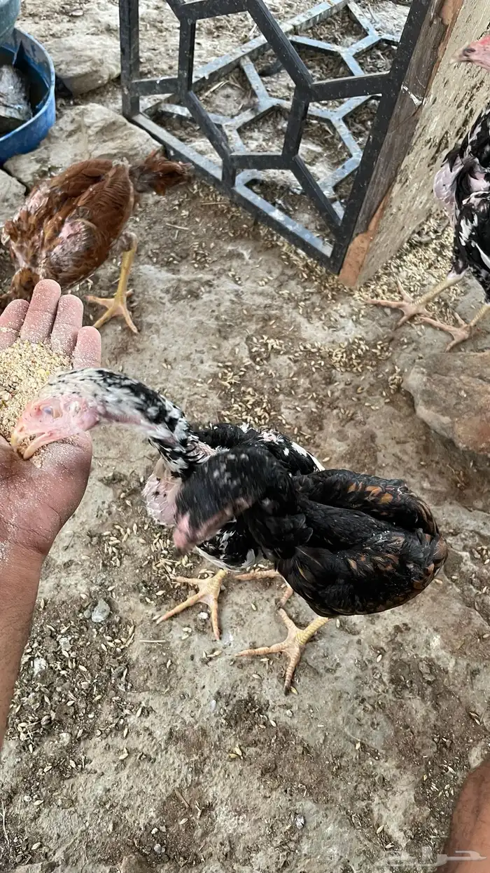 دجاج سندي بيور فاخر 9