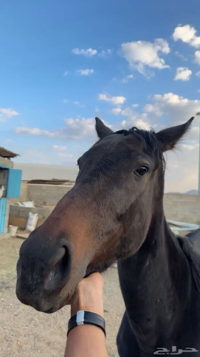 فرس انقليزي لقاح في 3 شهور 0