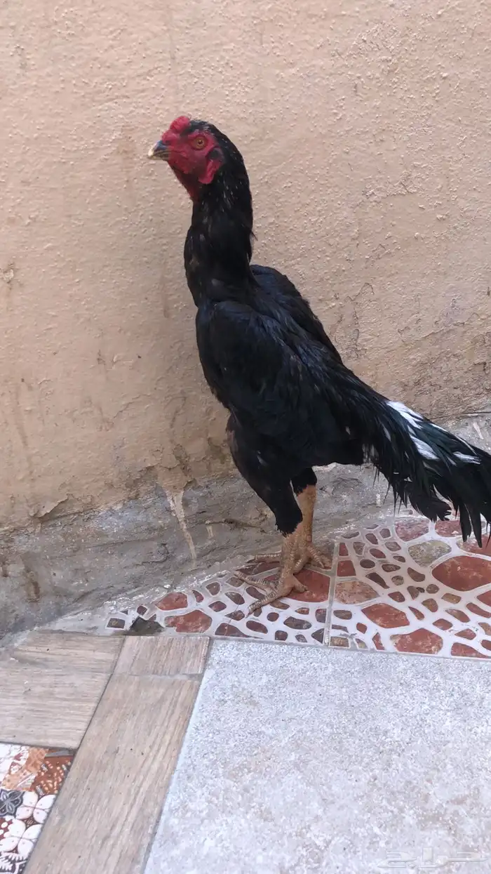 دجاج شامو العمر 7 اشهر 1