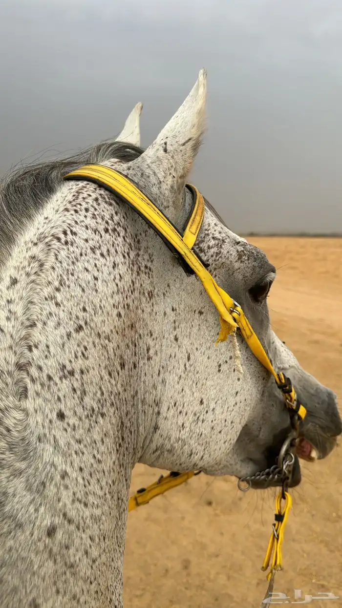 حصان جزيري البيع شعبي حصان حراره وسبوق جدان جدان 2