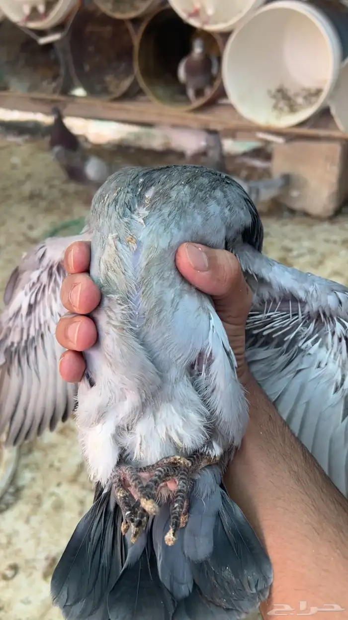 فروخ حمام للبيع زاجل فرنسي سلفر شحم ولحم مذل مهو موضح بصوره 2