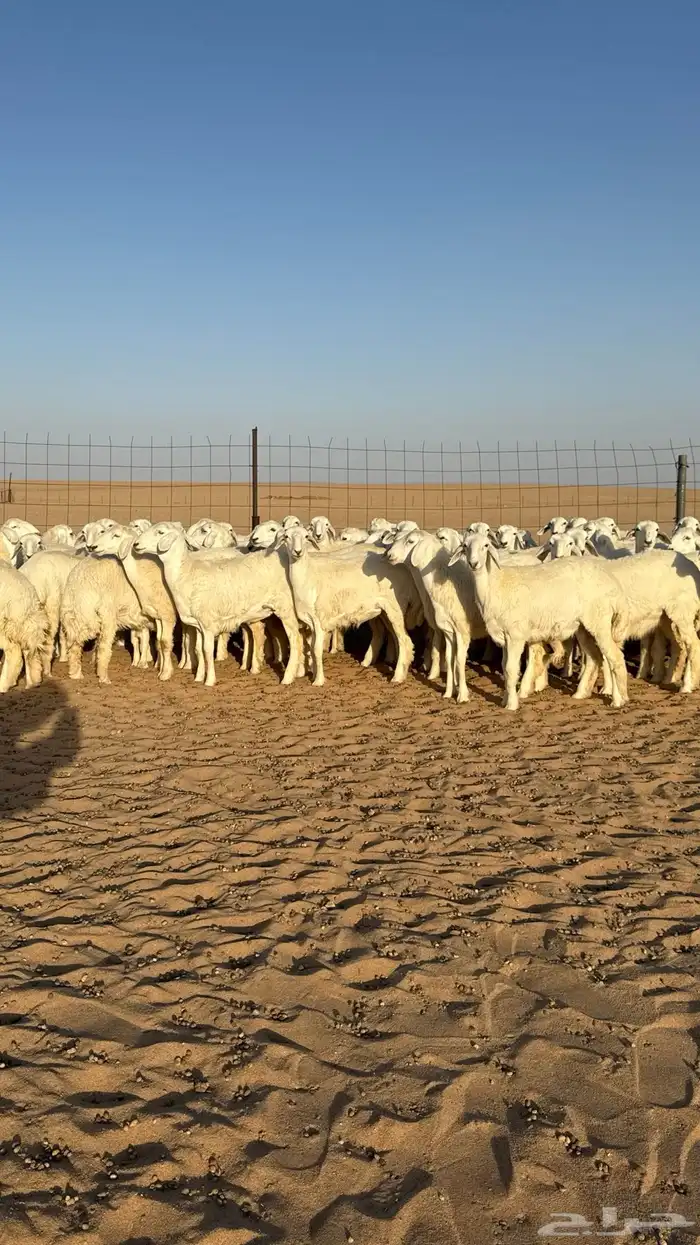 رخال حريات جذعات منوة مدورين الزين صنف 0