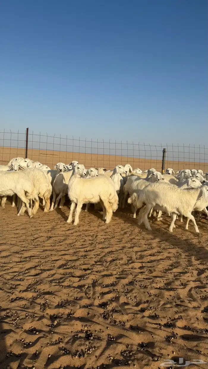 رخال حريات جذعات منوة مدورين الزين صنف 23