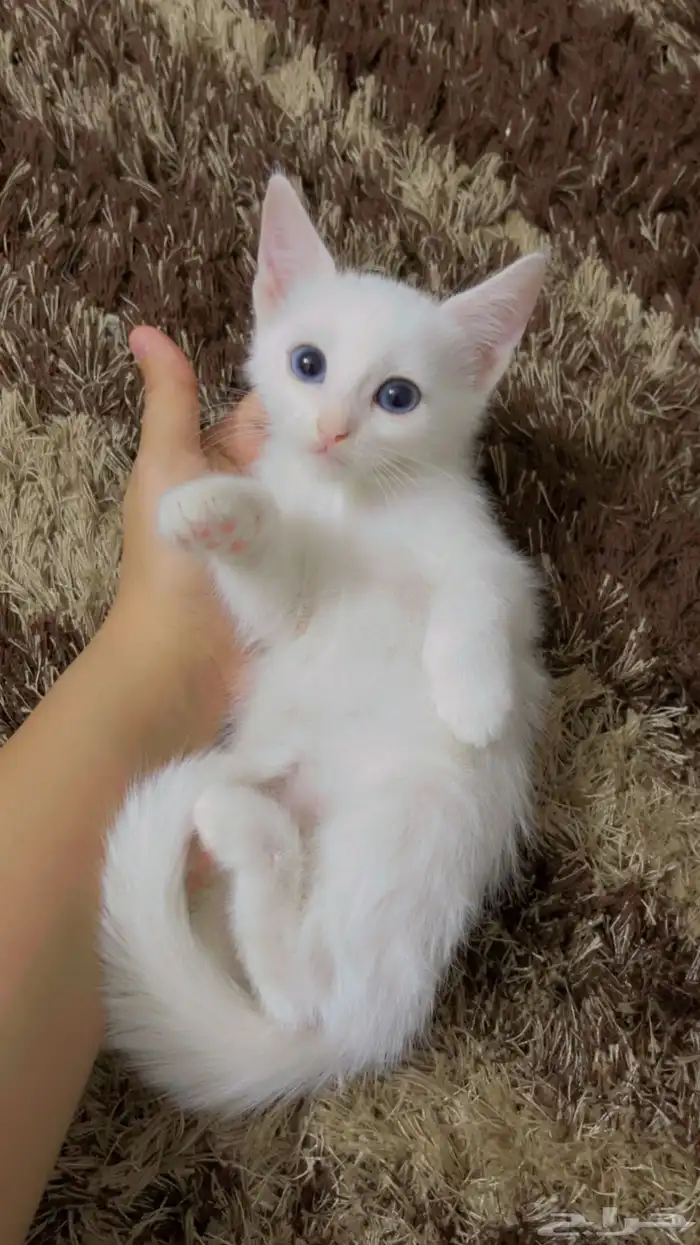 قطط لتبني محايل عسير 4
