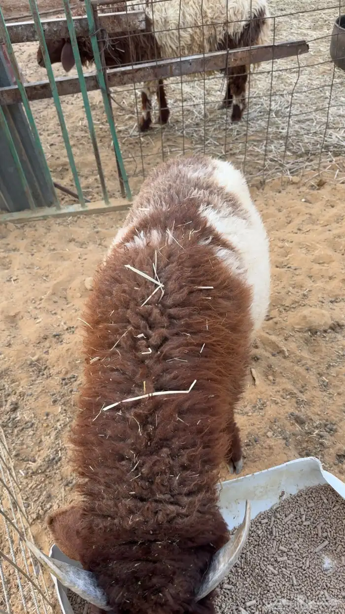 طلي طيب ذبح 4