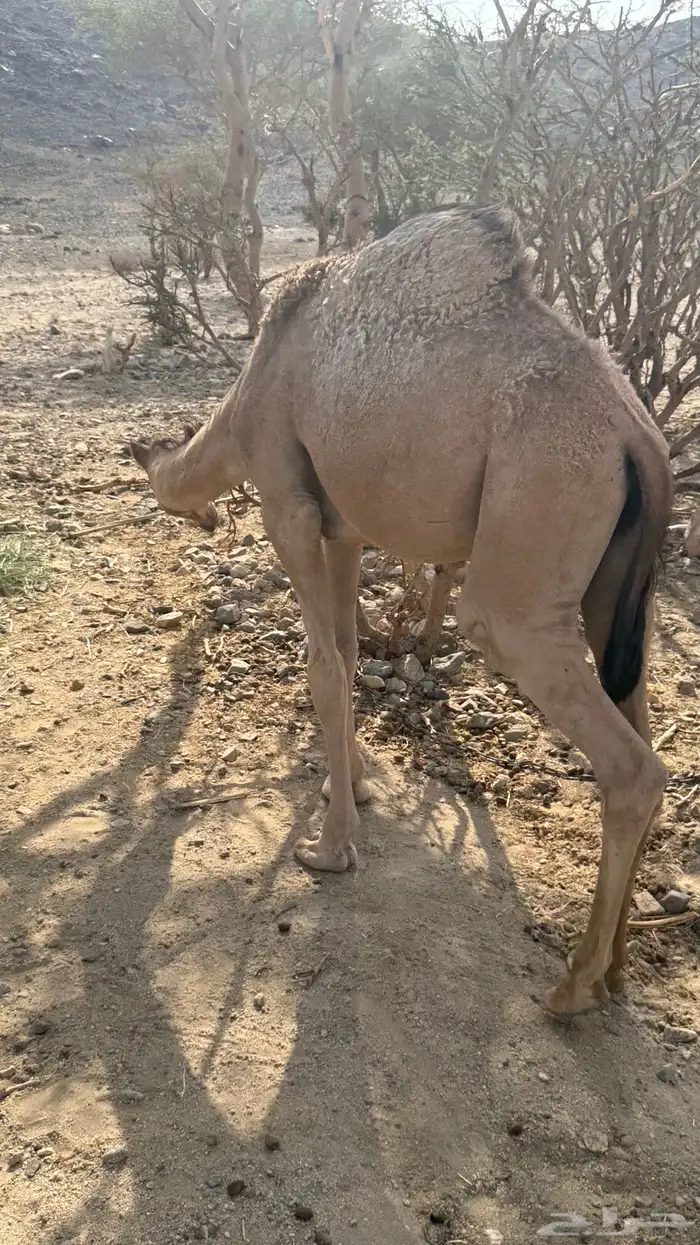 قعود للبيع 3