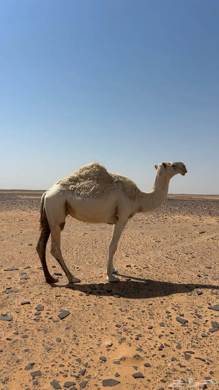لقحه للبيع 2