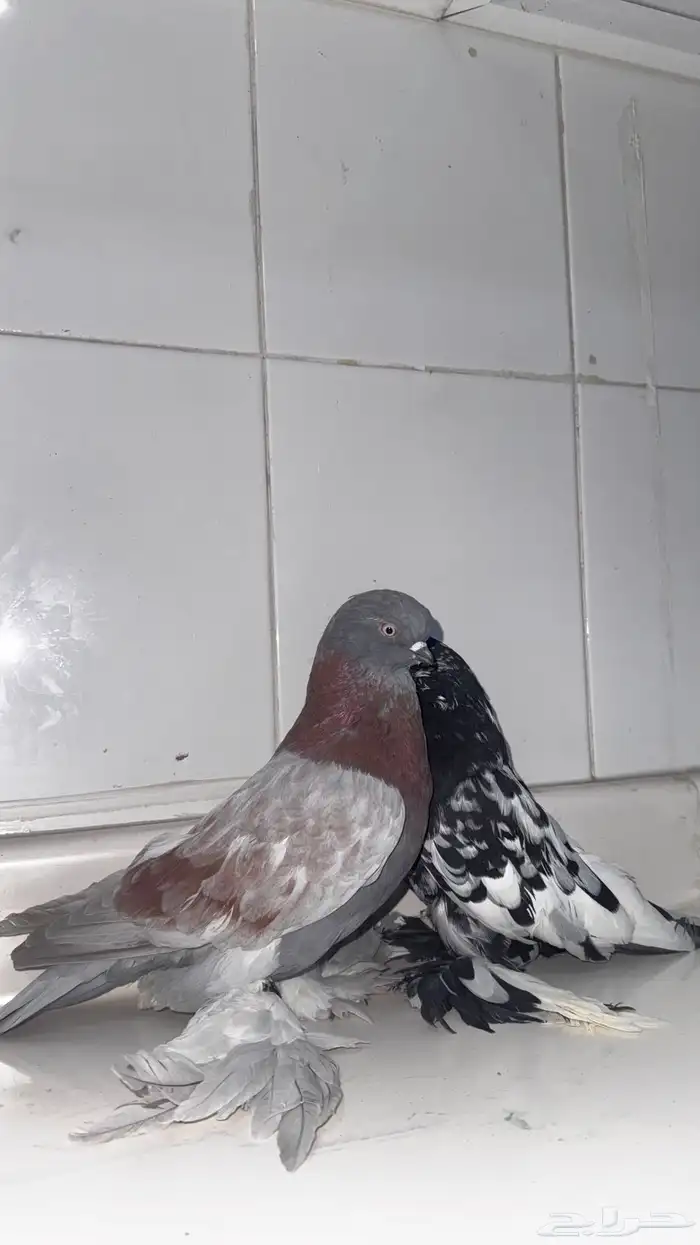 حمام لونق فيس 3
