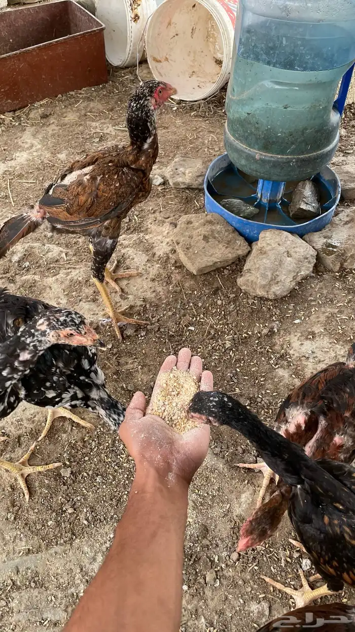دجاج سندي بيور فاخر 10